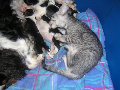 trop mimi!!!!