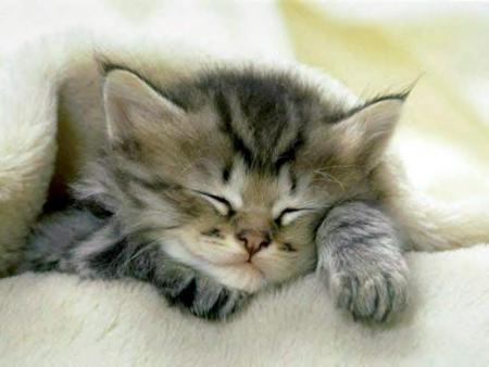 chaton qui dor